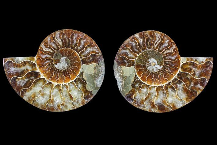 Cut & Polished Ammonite Fossil - Agatized #82308